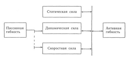 Схема взаимосвязи гибкости и силовых качеств